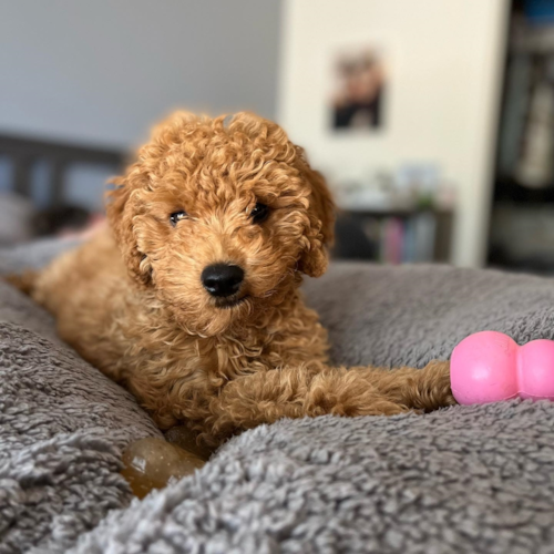 Mini Goldendoodle Puppy For Sale - Seaside Pups